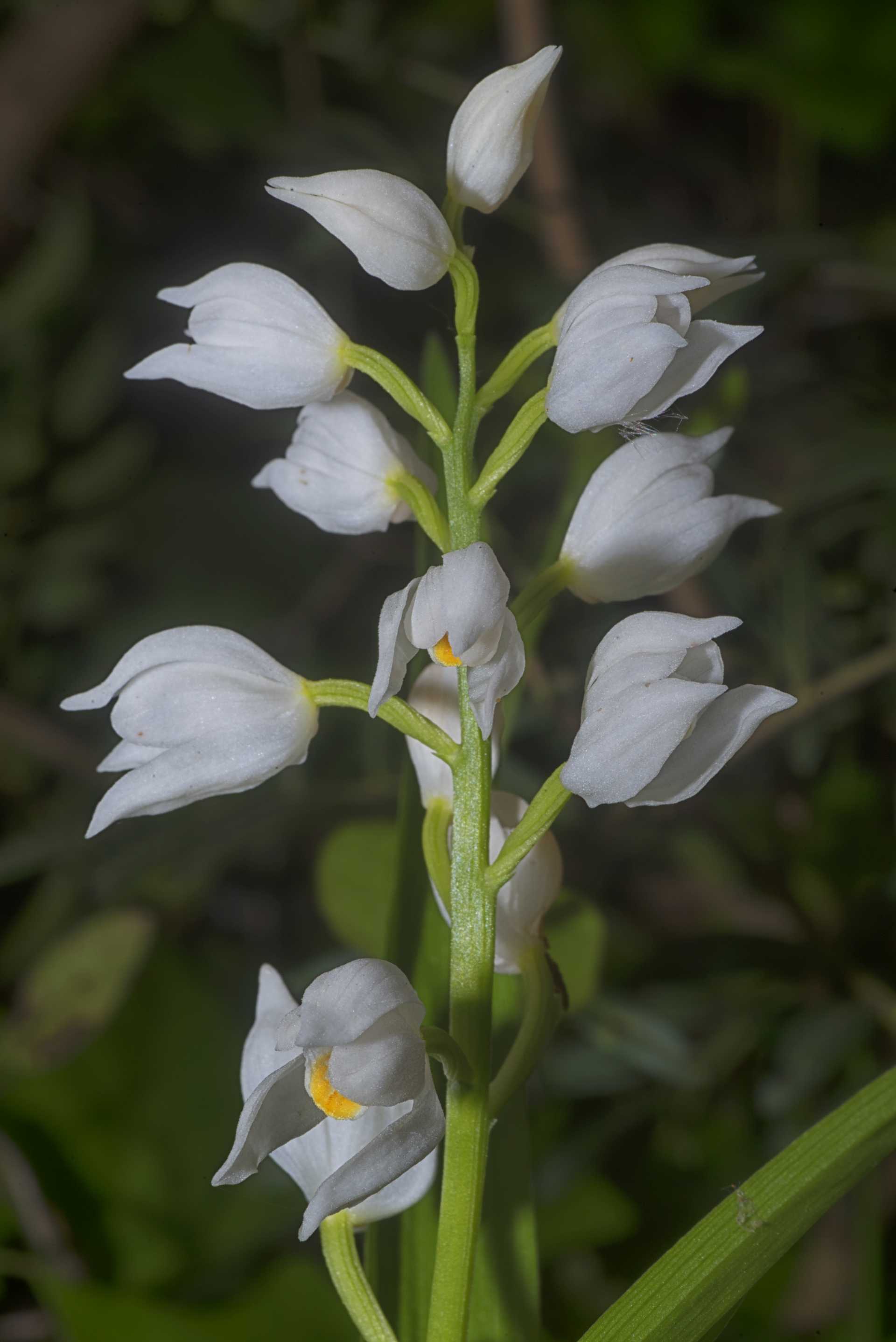 La Cephalanthera longifolia, l''orchidea che fiorisce dopo 11 anni